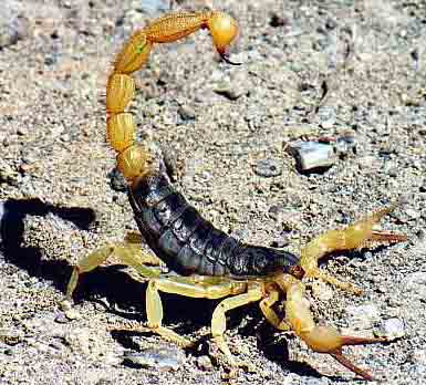 SCORPION